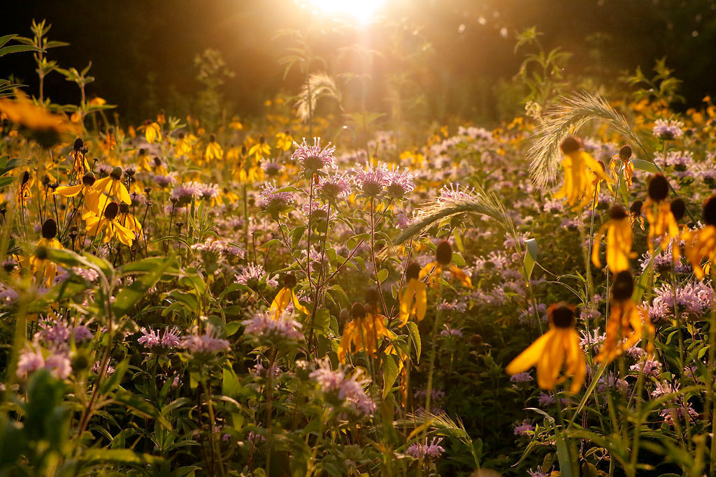 Flowers at nature sanctuaries in Columbia are in full bloom